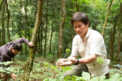 Đà Nẵng sẽ cho thuê 472ha môi trường rừng để nuôi trồng Sâm Ngọc Linh và dược liệu