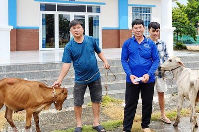 Châu Phong trao 11 cặp bò sinh kế cho hộ cận nghèo, hộ mới thoát nghèo