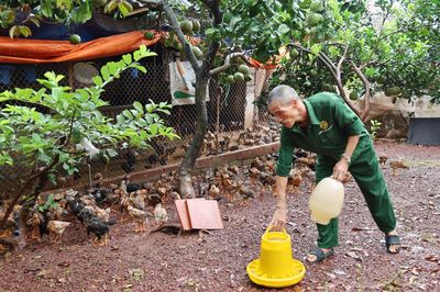 Tuân thủ quy trình chăn nuôi an toàn, nâng giá trị đàn gà