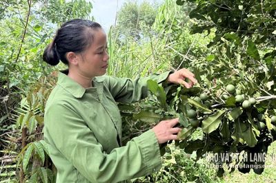 Vui mùa mắc ca