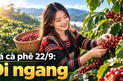 Giá cà phê hôm nay 22/9: Thị trường trong nước tiếp tục ổn định