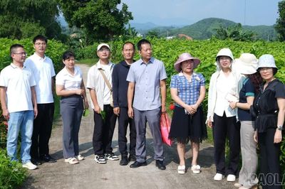 Đoàn công tác Viện Nghiên cứu dâu tằm và ong mật Vân Nam (Trung Quốc) tham quan vùng dâu tằm Trấn Yên