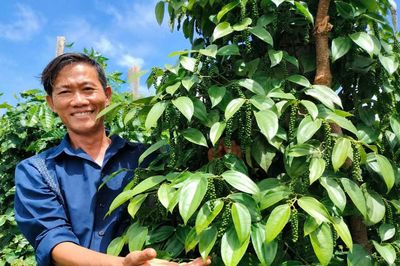 Người gầy dựng thương hiệu tiêu nổi tiếng