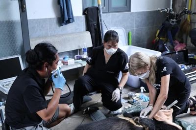 Nỗ lực chấm dứt nạn nuôi nhốt gấu tại Việt Nam: Không có lồng sắt nào vĩnh cửu!