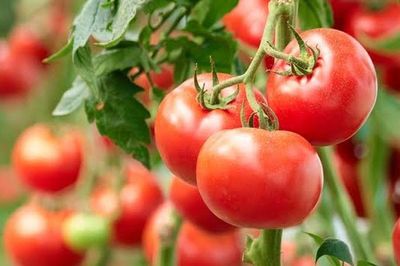 Ăn cà chua thường xuyên, cơ thể có thể nhận được nhiều lợi ích hơn bạn ngh