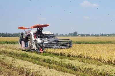 Bài toán đặt ra cho ngành lúa gạo vùng Đồng Bằng Sông Cửu Long:  Người nông dân còn giữ lại được bao nhiêu giá trị sau mỗi mùa gặt?