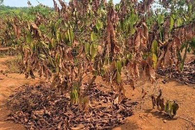 El Nino đạt cường độ rất mạnh, nguy cơ hạn hán ở khu vực phía Nam rất cao