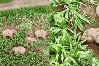 Đàn voi 7 con xâm chiếm ruộng ngô rồi lăn ra ngủ say sưa, cảnh tượng khiến chuyên gia 11 năm kinh nghiệm cũng phải kinh ngạc