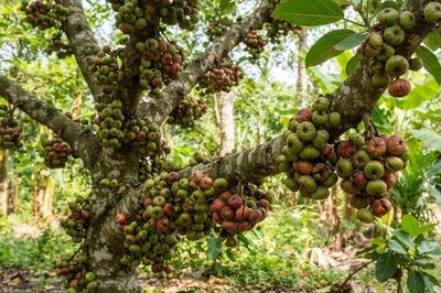 Quả sung hỗ trợ chữa bệnh gì?