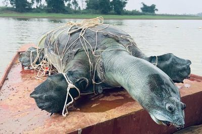 Rùa Hoàn Kiếm đã biến mất ở Việt Nam?