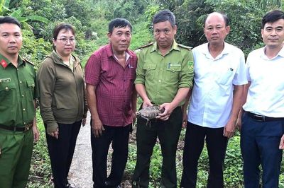 Người phụ nữ Hải Phòng phát hiện rùa núi vàng quý hiếm đi lạc vào vườn nhà