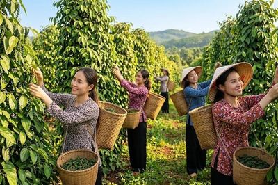 Giá hồ tiêu hôm nay 23.9: Giảm tới 1.000 đồng/kg tại nhiều vùng