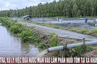 Cà Mau chỉ đạo kiểm tra dứt điểm việc đưa nước mặn vào lâm phần rừng ngọt nuôi tôm