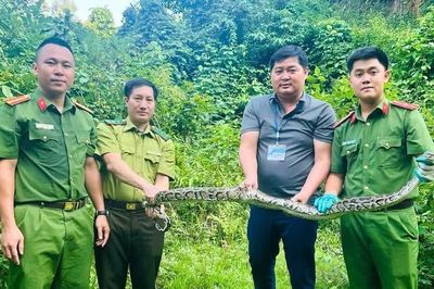 Trăn quý dài 4,5 m bò vào nhà dân ở Nghệ An