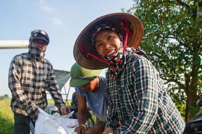 Nông dân Hà Nội chạy đua cứu lúa giữa đồng ngập nước