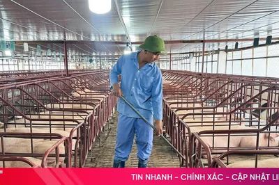 Bảo đảm nguồn cung thịt lợn cho thị trường dịp cuối năm