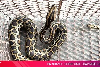 Người dân tự nguyện giao nộp cá thể trăn đất quý hiếm