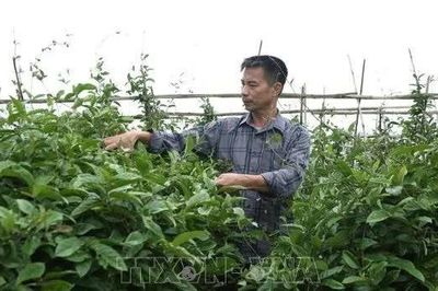 Hình thành các vùng dược liệu gắn với chế biến và xây dựng thương hiệu