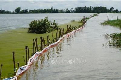 Chủ động ứng phó triều cường, giảm thiệt hại sản xuất nông nghiệp