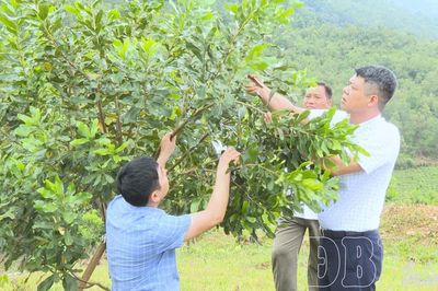 Chiềng Sinh tái cơ cấu nông nghiệp