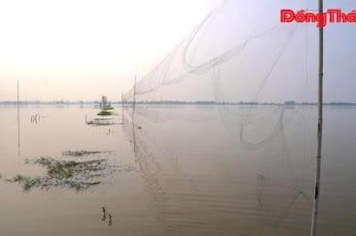 Giải cứu chim trời trên cánh đồng ngập nước