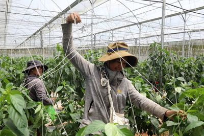 Mở rộng vùng rau, hoa công nghệ cao