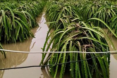 Lâm Đồng chủ động ứng phó, khắc phục hậu quả mưa lũ