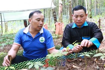 Triển vọng trồng sâm Ngọc Linh ở Xím Vàng