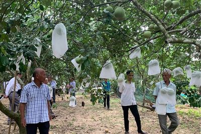 Xây dựng chuỗi liên kết, mở rộng đầu ra cho thanh trà Huế