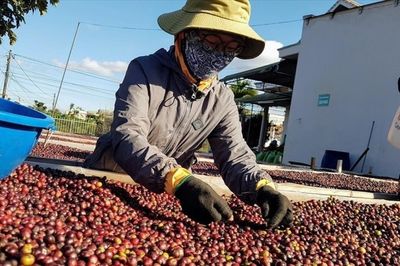 Nông, lâm sản Việt Nam: Nâng vị thế trong chuỗi toàn cầu