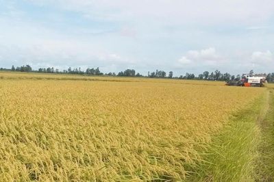 Xuất khẩu gạo Việt muốn đi xa phải nâng giá trị