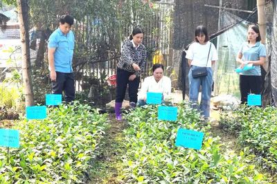 Nghiên cứu kỹ thuật làm căn cứ công nhận lưu hành đặc cách giống chè Đoỏng Pán tại Độc Lập