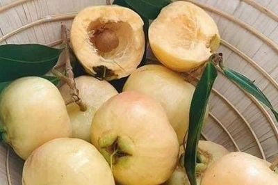 Loại quả thơm như hương hoa, xưa chín rụng đầy gốc chẳng mấy ai nhặt, nay lên thành phố giá tới 200.000 đồng/kg