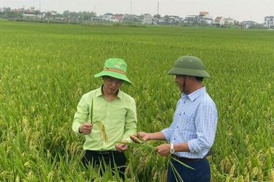 Khẳng định vai trò khuyến nông trong canh tác lúa phát thải thấp gắn với tăng trưởng xanh