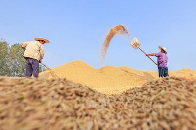 Kho dự trữ ngũ cốc giúp Trung Quốc giảm rủi ro từ El Niño