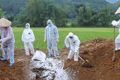 Thái Nguyên xuất hiện dịch tả lợn châu Phi
