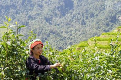 Về Cao Bồ thăm vùng chè Shan tuyết Di sản Việt Nam, học người Dao làm trà