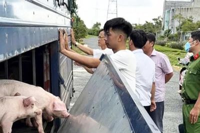 Phát hiện xe chở 54 con lợn dương tính với vi rút dịch tả lợn châu Phi