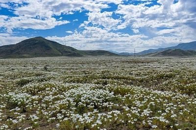 Sa mạc nở hoa sau mưa lớn kỷ lục do El Niño tại Chile