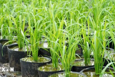 Cần Thơ chuẩn bị 25.000 chậu lúa phục vụ Festival lúa gạo quốc tế