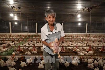 Từ đàn heo thất bại đến trại gà doanh thu 20 tỷ đồng