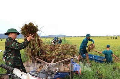 Đắk Lắk khẩn trương thu hoạch lúa, hoa màu tránh thiệt hại do mưa lớn