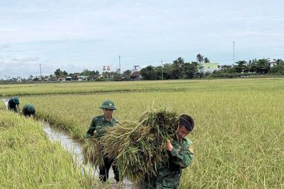 Bộ đội Biên phòng giúp dân thu hoạch lúa chạy lũ