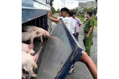 Phát hiện 54 con heo dương tính với dịch tả heo châu Phi ở Vĩnh Thông