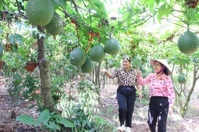 Trồng gấc xen vải thiều tăng thu nhập