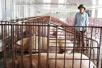 Di dời cơ sở chăn nuôi ra ngoài khu dân cư