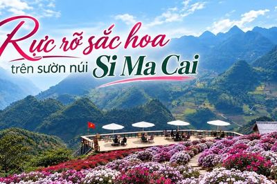 Rực rỡ sắc hoa trên sườn núi Si Ma Cai