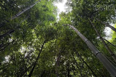 Kỳ vĩ rừng vầu ở Dền Sáng