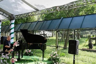 Biểu diễn piano dành tặng những cá thể gấu được giải cứu tại Vườn Quốc gia Tam Đảo