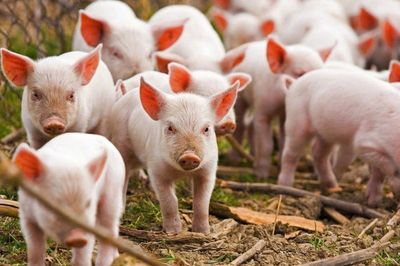 Ngày 24/9: Giá heo hơi tạm thời bước vào trạng thái cân bằng